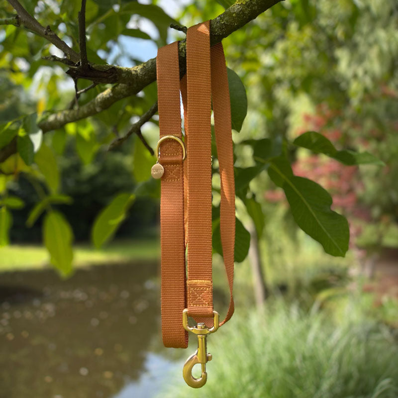 Correa Clásica Perro Honey Drift Coñac