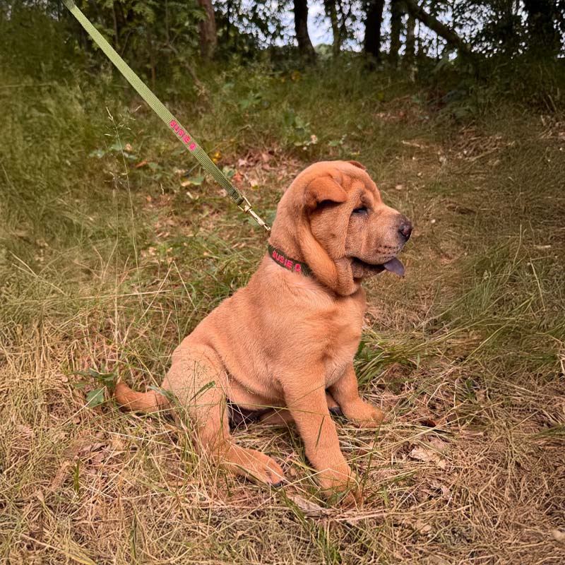 Collar Cachorro Moss Breeze Verde Oliva