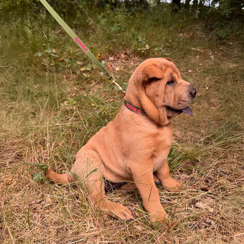 Correa Cachorro Moss Breeze Verde Oliva