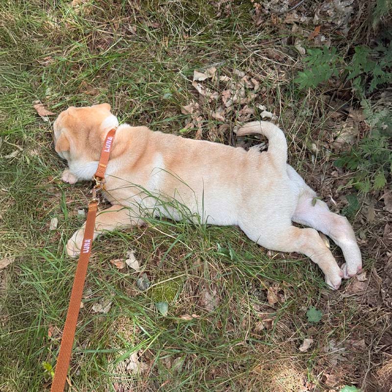 Correa Cachorro Honey Drift Coñac