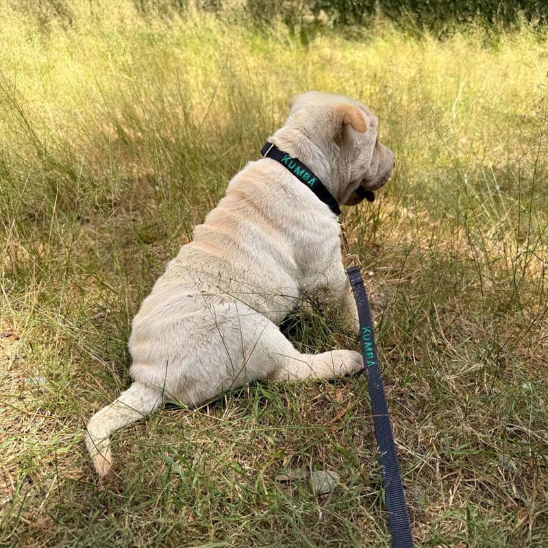 Correa Cachorro Raven Illume Negro