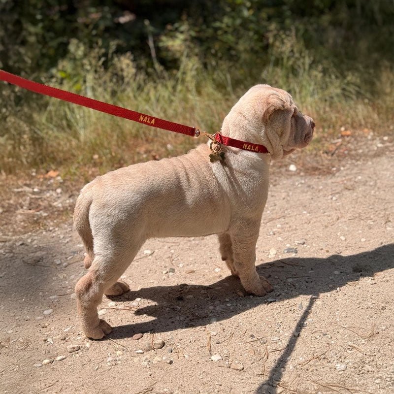 Collar Cachorro Ruby Gale Rojo Rubí