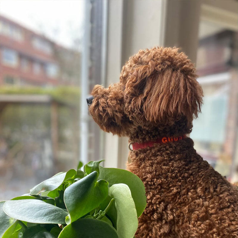 Collar Cachorro Ruby Gale Rojo Rubí