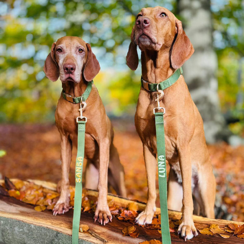 Correa Clásica Perro Moss Breeze Verde Oliva