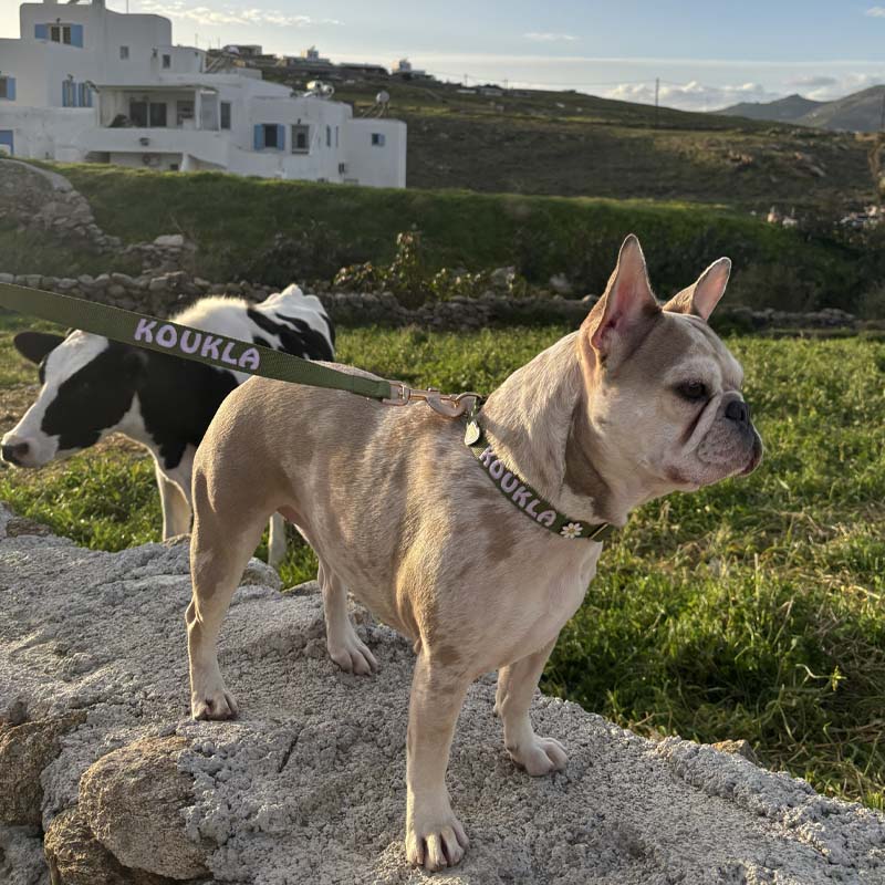Collar Clásico Perro Moss Breeze Verde Oliva