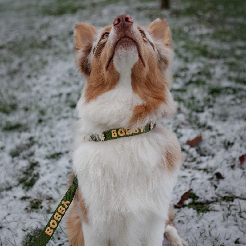 Correa Clásica Perro Moss Breeze Verde Oliva