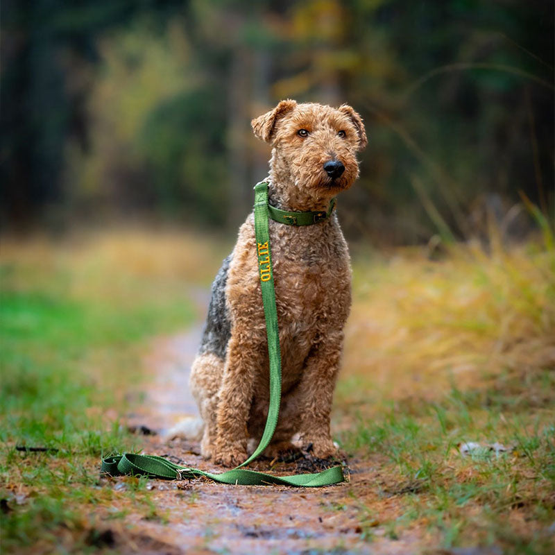 Correa Clásica Perro Moss Breeze Verde Oliva