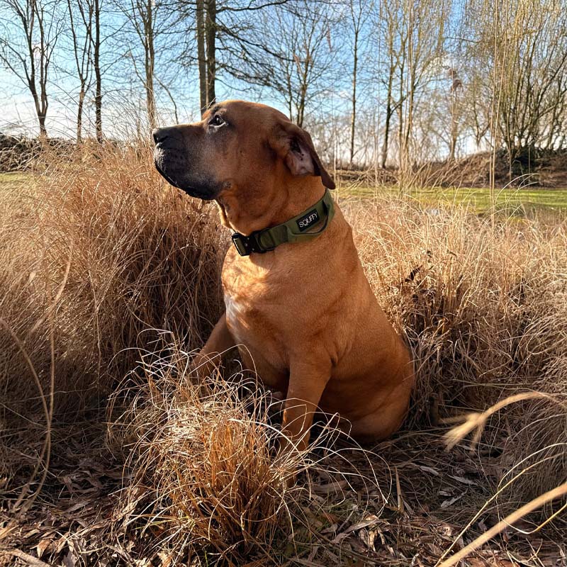 Collar Táctico Perros Moss Forge Verde Oliva
