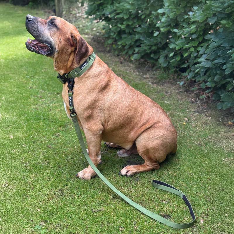Correa Táctica Perros Moss Forge Verde Oliva