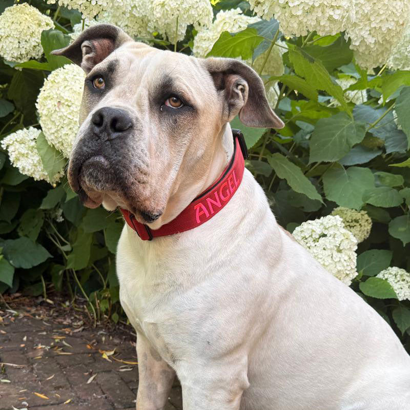 Collar Táctico Perros Ruby Vandal Rojo Rubí