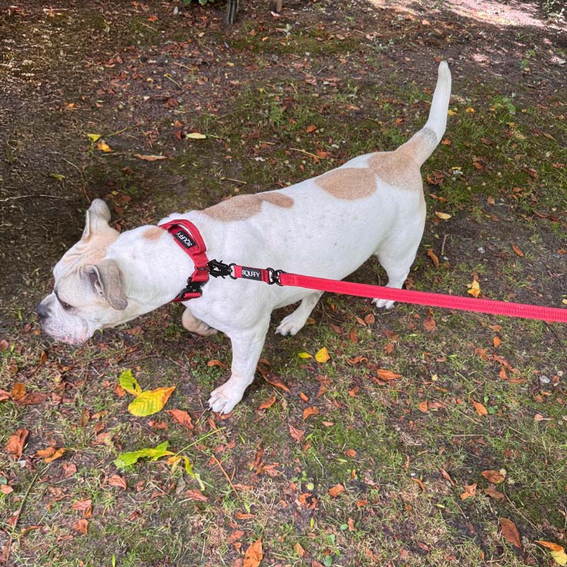 Correa Táctica Perros Ruby Vandal Rojo Rubí