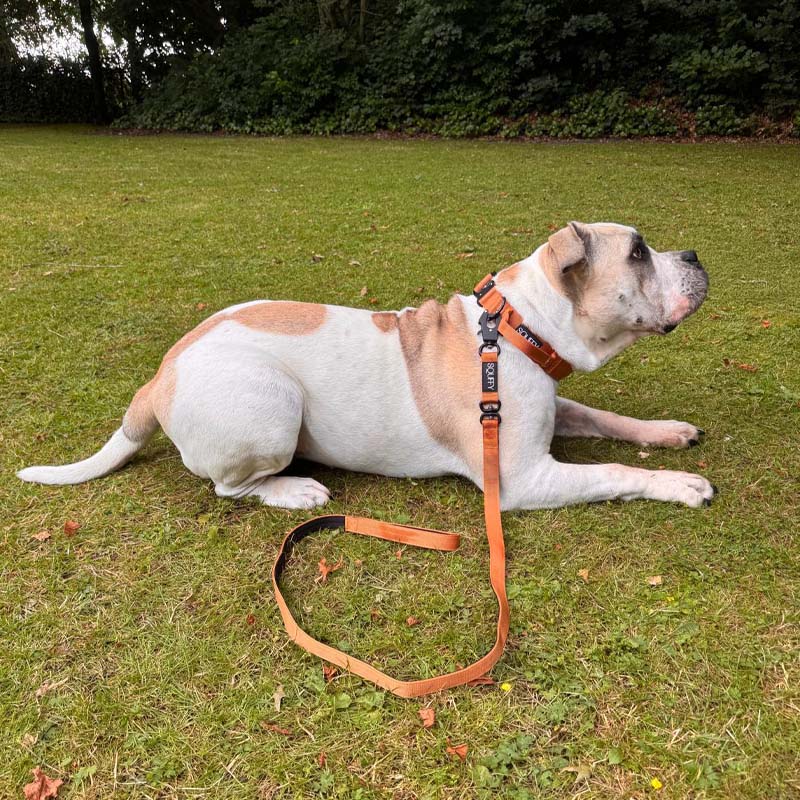 Correa Táctica Perros Honey Maze Coñac