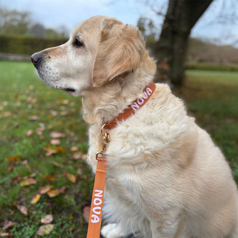Collar Clásico Perro Honey Drift Coñac