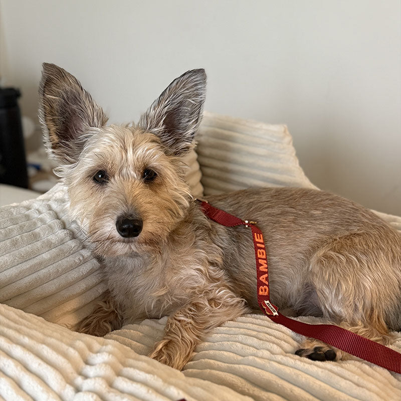 Correa Clásica Perro Ruby Gale Rojo Rubí