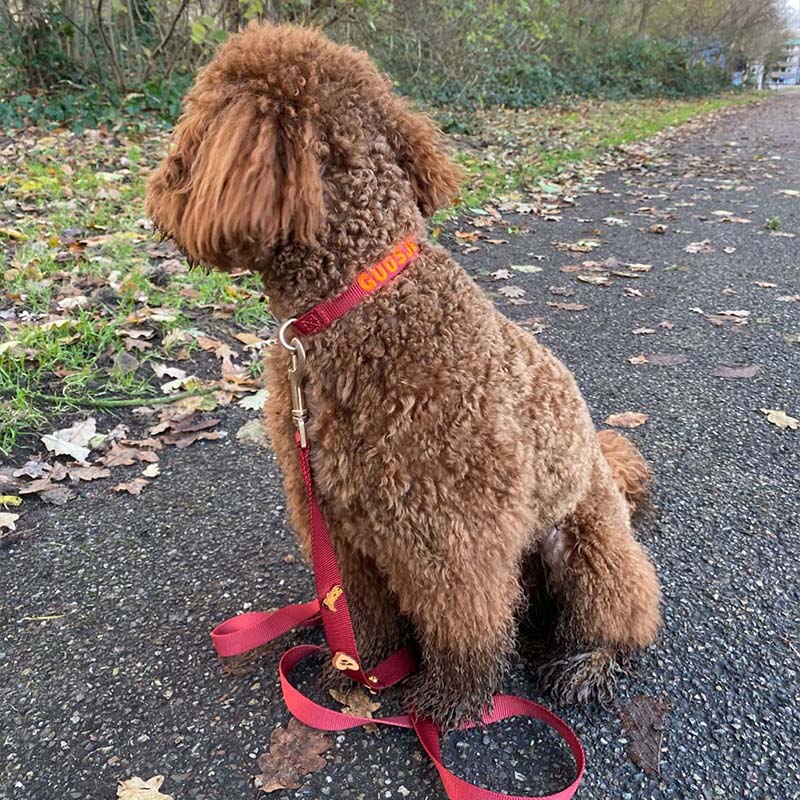 Correa Clásica Perro Ruby Gale Rojo Rubí