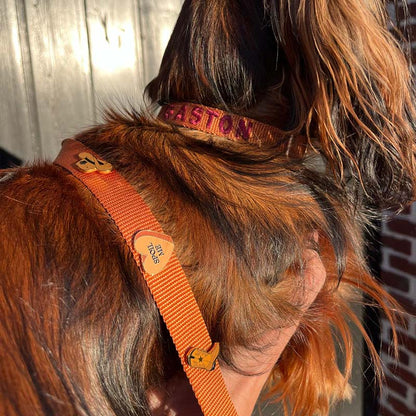 Collar Cachorro Honey Drift Coñac