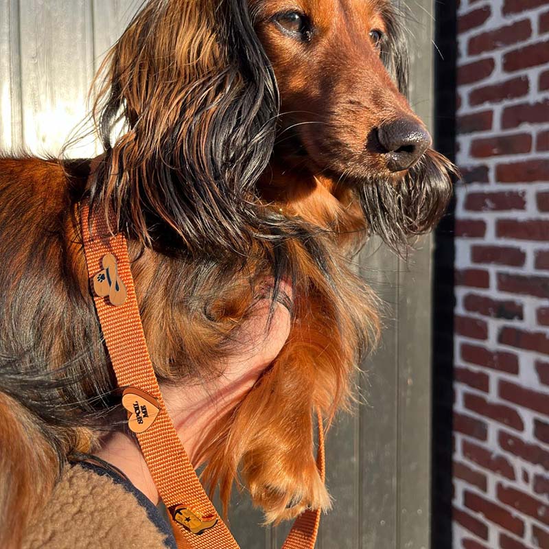 Correa Clásica Perro Honey Drift Coñac