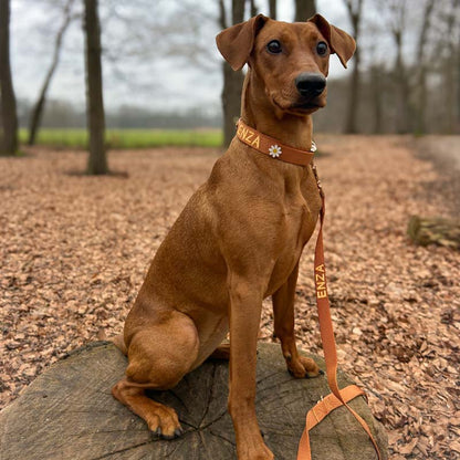Correa Clásica Perro Honey Drift Coñac