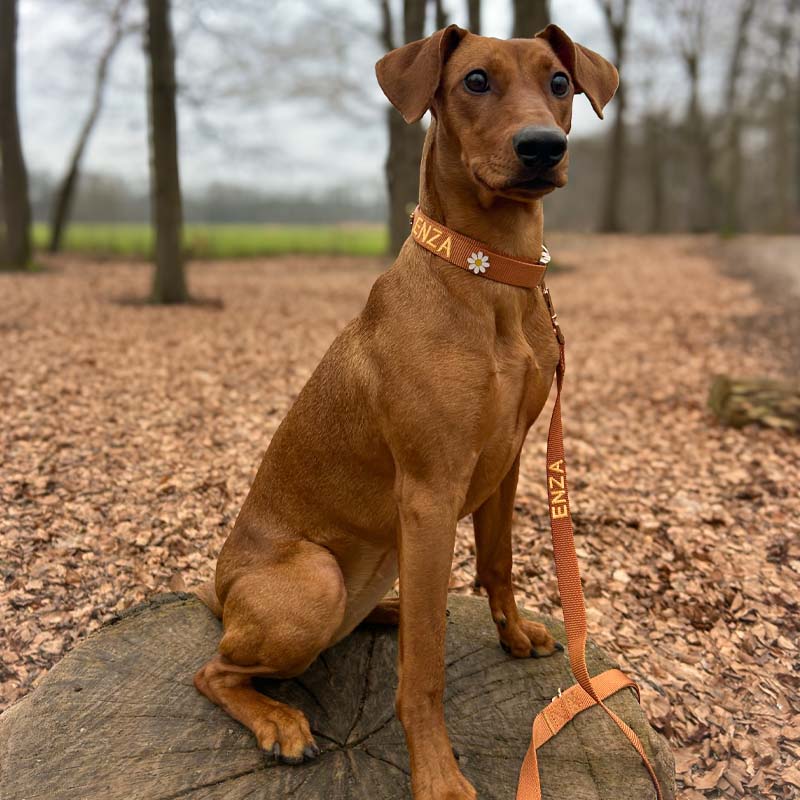 Correa Clásica Perro Honey Drift Coñac