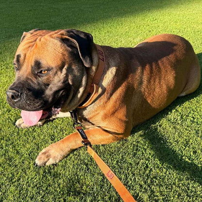 Collar Táctico Perros Honey Maze Coñac