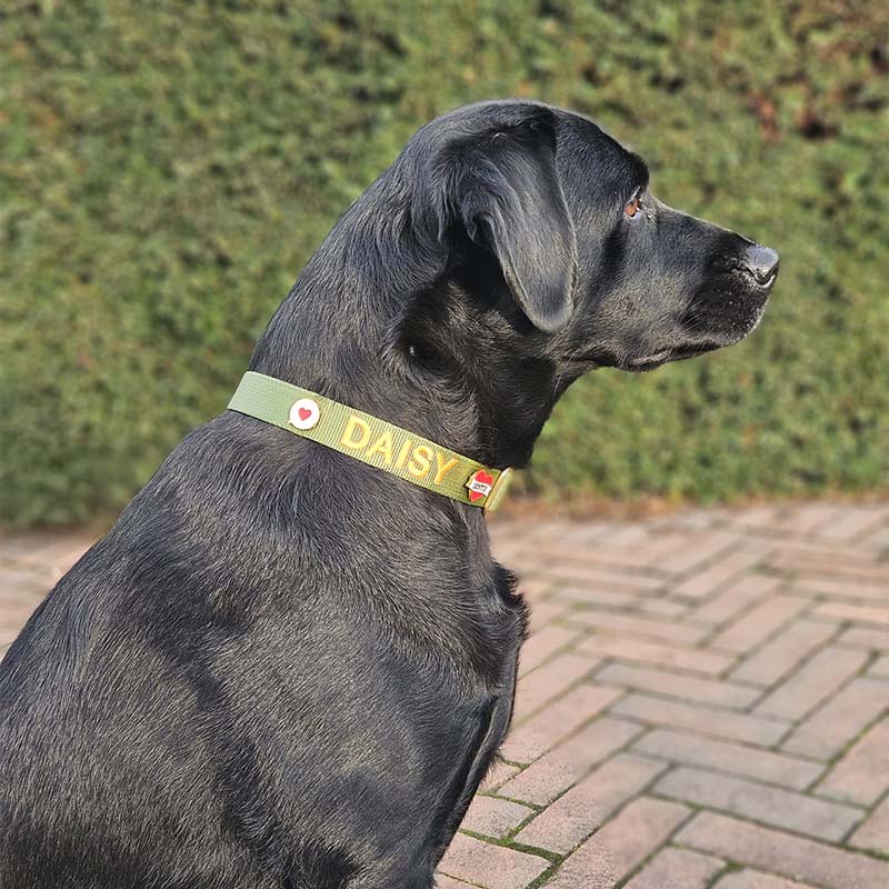 Collar Clásico Perro Moss Breeze Verde Oliva