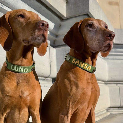 Collar Clásico Perro Moss Breeze Verde Oliva