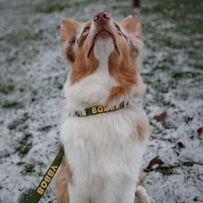 Collar Clásico Perro Moss Breeze Verde Oliva