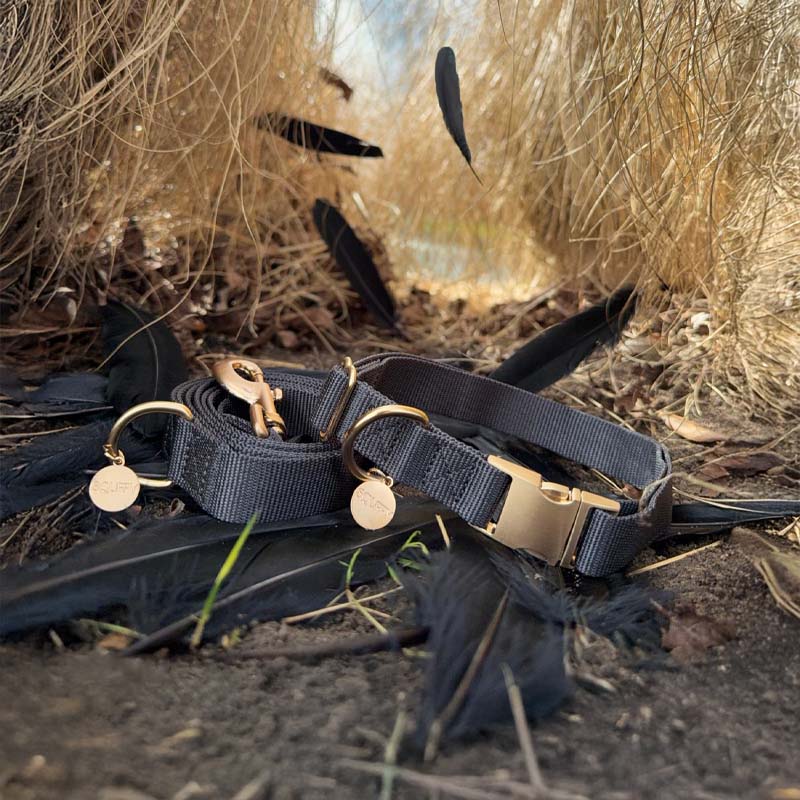 Collar Clásico Perro Raven Illume Negro