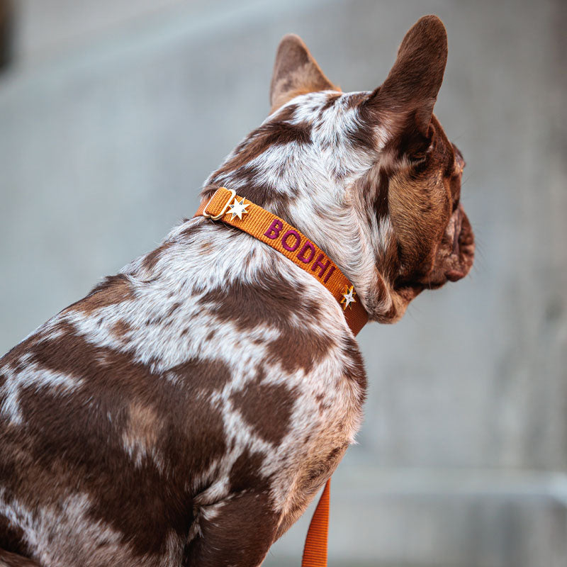 Collar Clásico  Perro Honey Drift Coñac