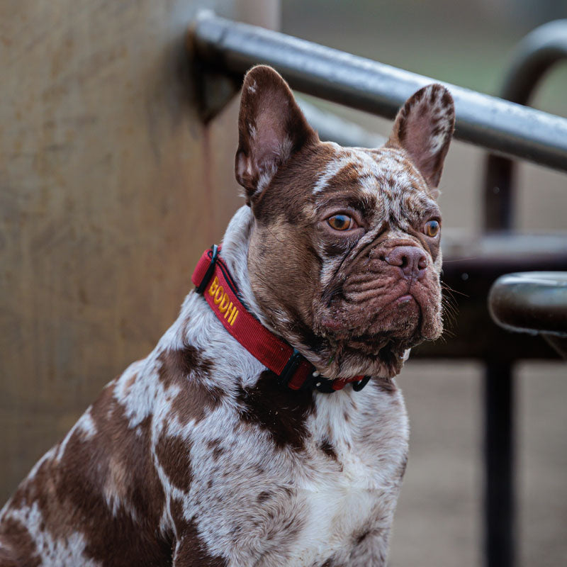 Collar Táctico Perros Ruby Vandal Rojo Rubí