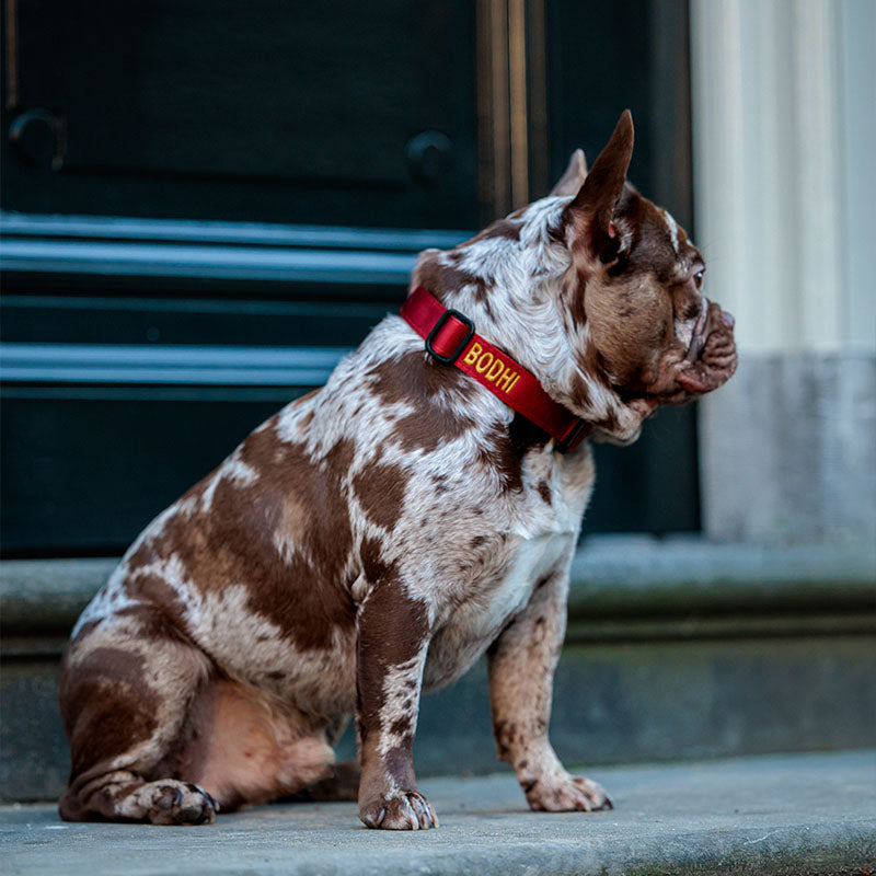 Collar Táctico Perros Ruby Vandal Rojo Rubí