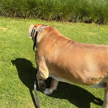 Collar Táctico Perros Raven Vex Negro