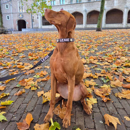 Correa Clásica Perro Raven Illume Negro